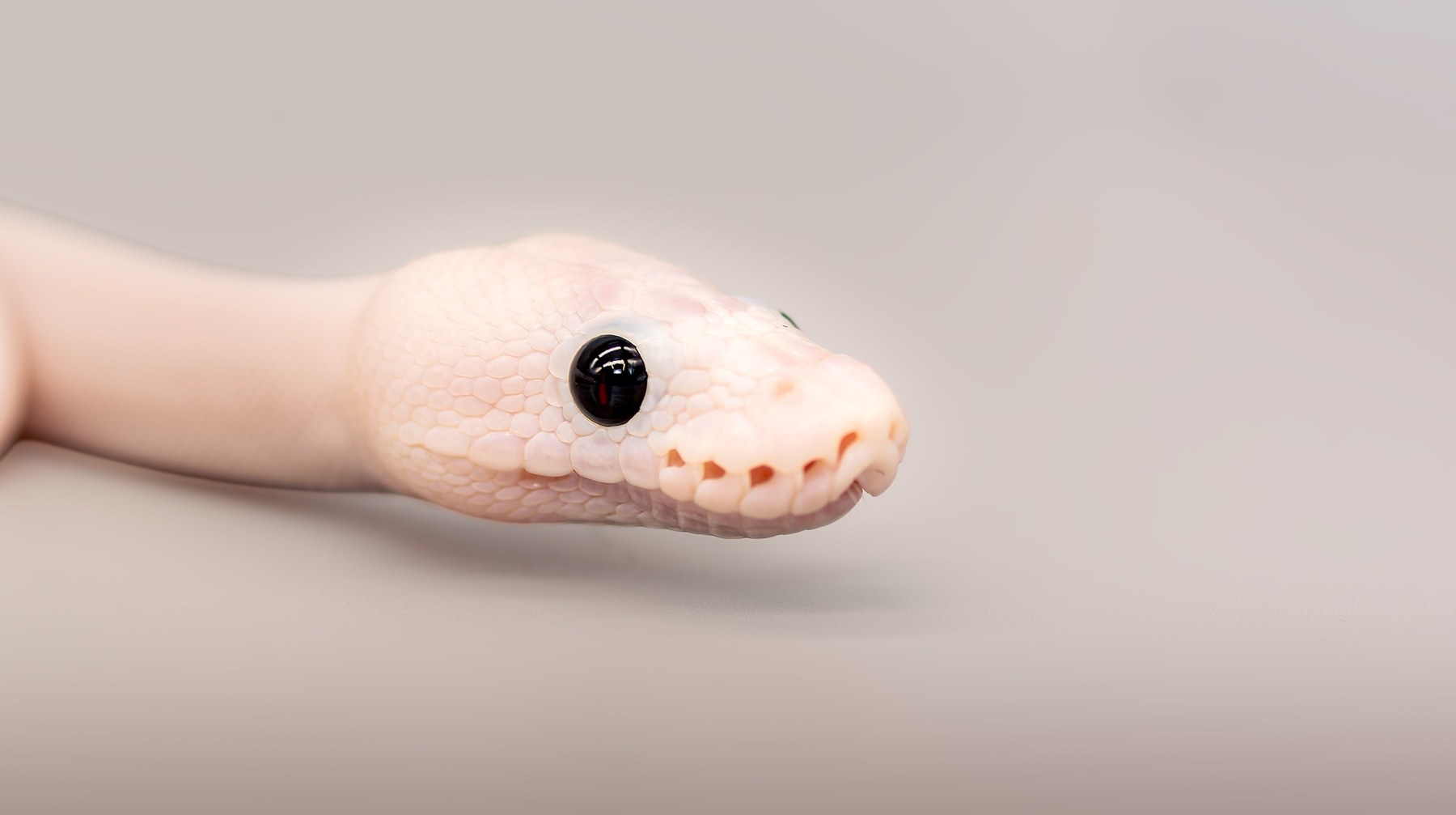 Royal Python from the Hexotics collection