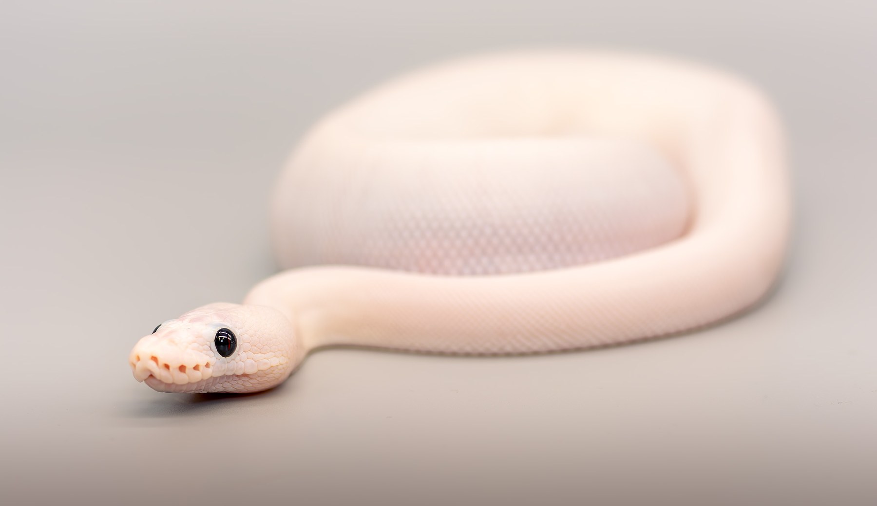 Royal Python, collection photograph 13