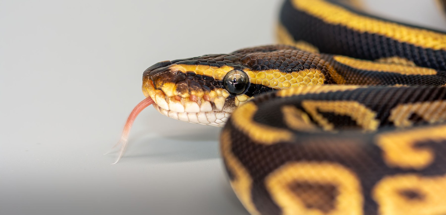 Royal Python, collection photograph 15