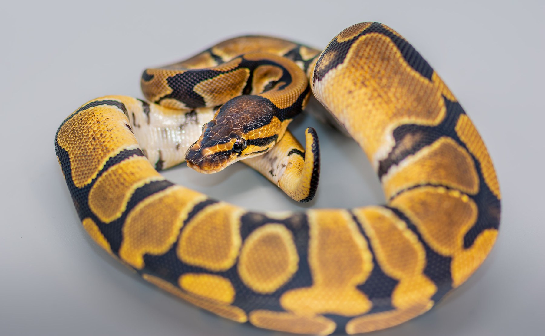 Royal Python from the Hexotics collection