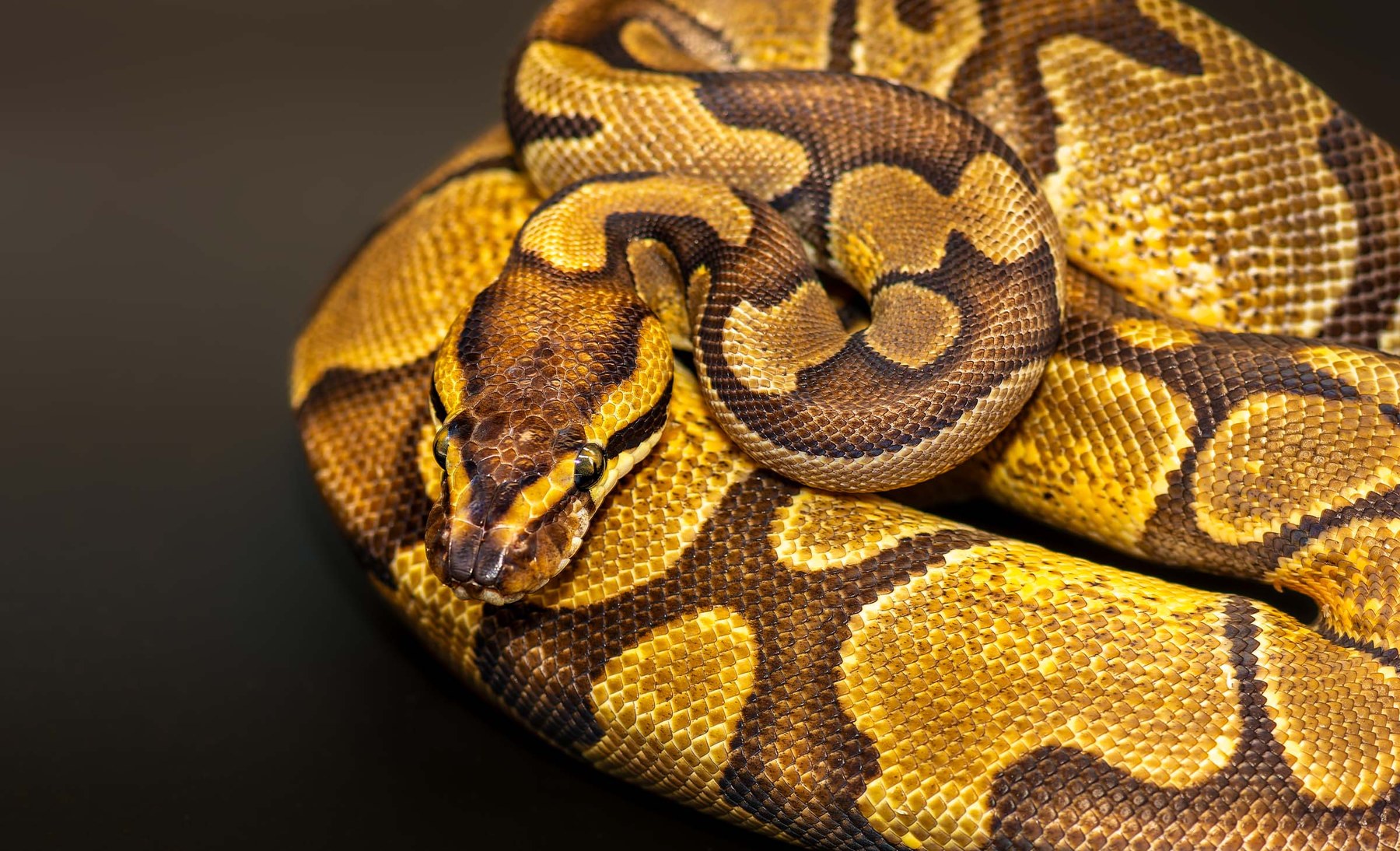 Royal Python, collection photograph 5