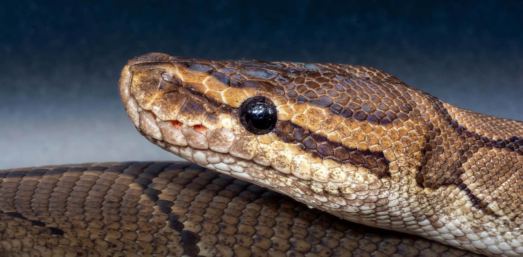 Royal Python, collection photograph 8