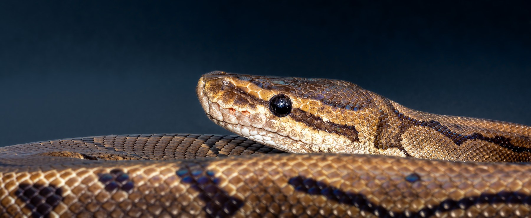 Royal Python, collection photograph 17