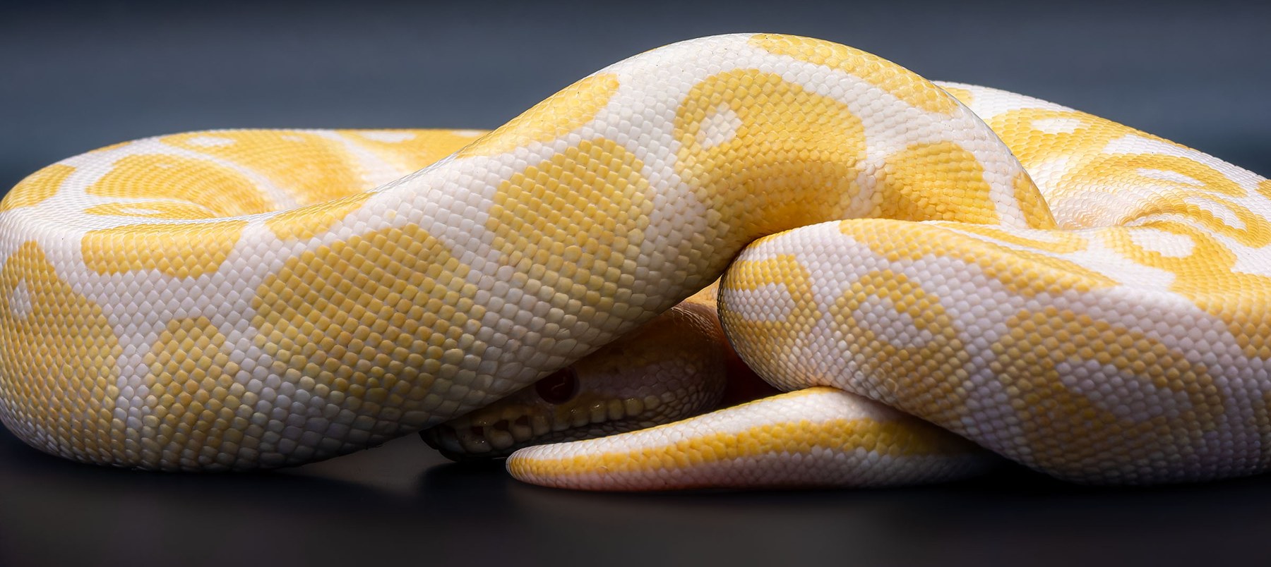 Royal Python, collection photograph 10