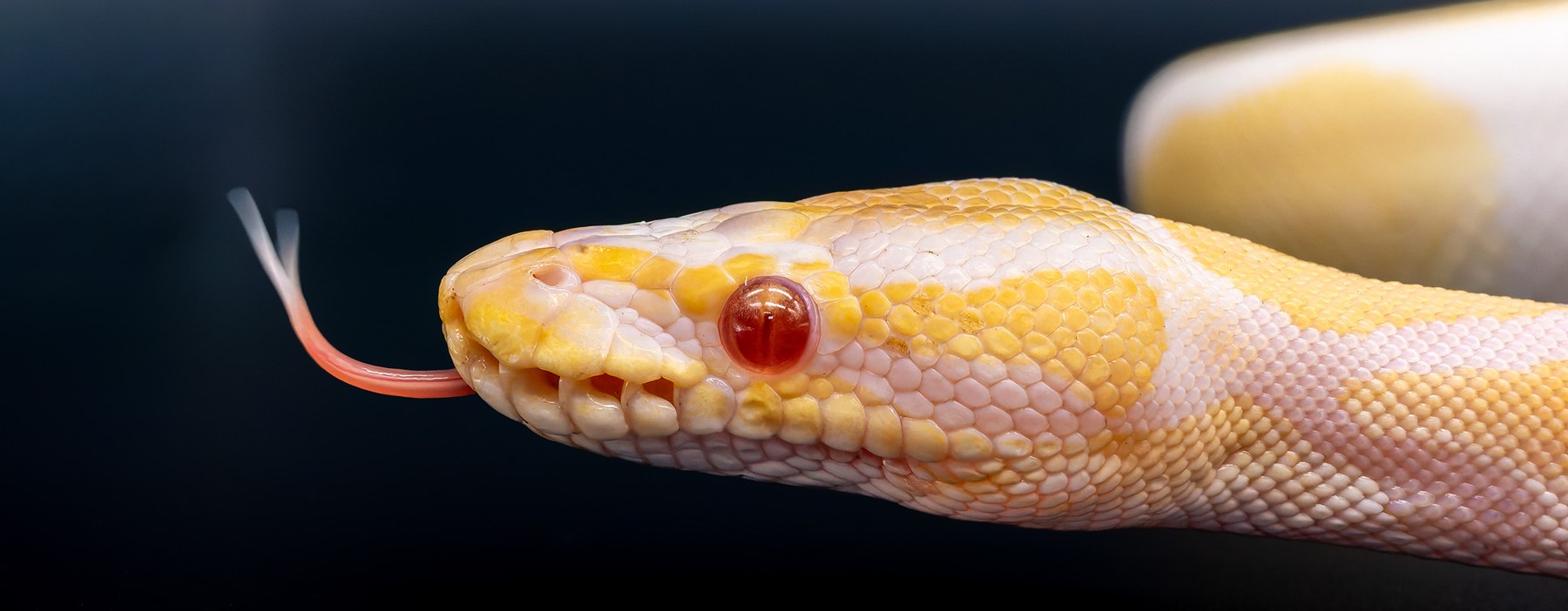 Royal Python photographed at Hexotics